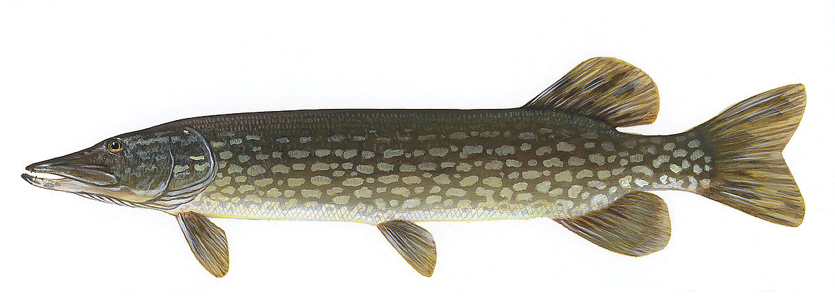 pike